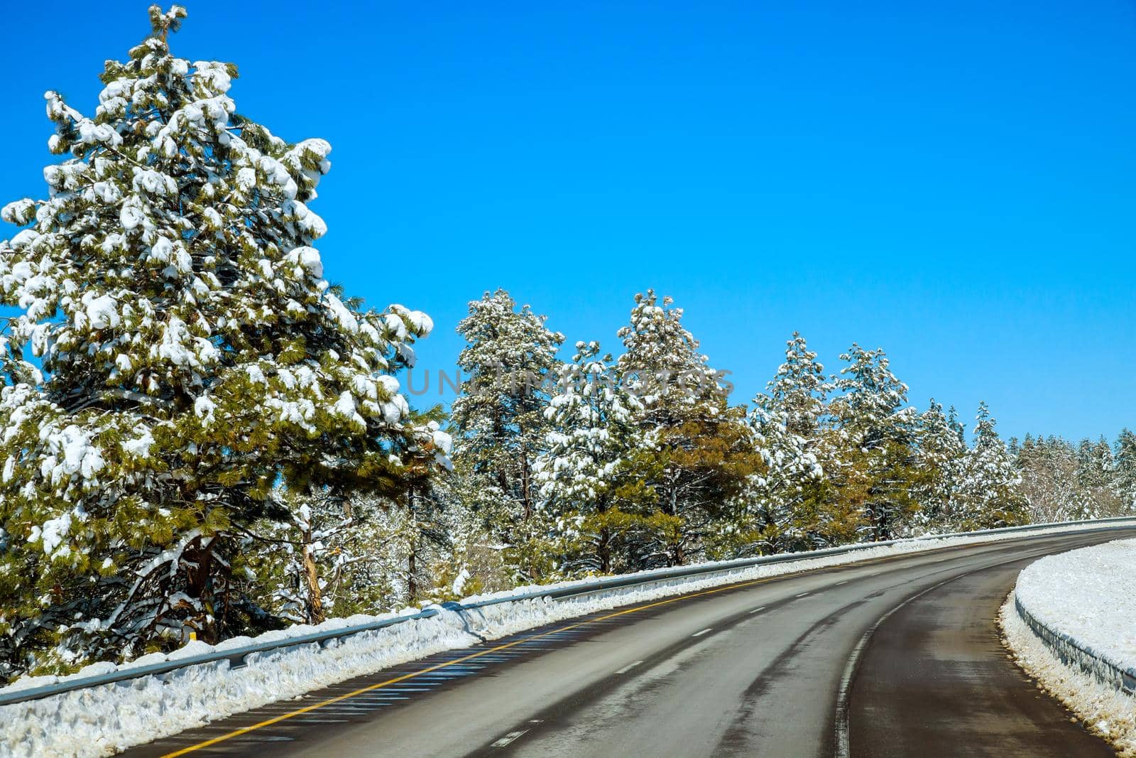 Winter road trees with the mountain snow landscape in Arizona US