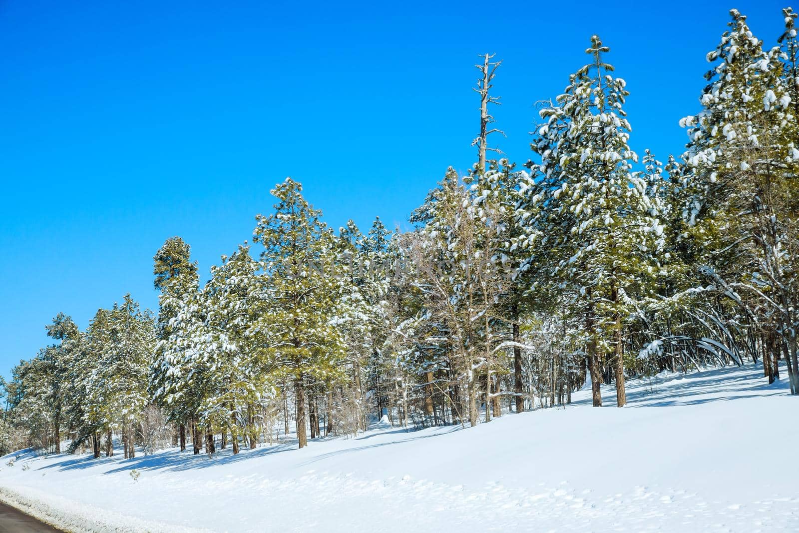 Panorama in Arizona landscape winter season mountains of trees covered snow