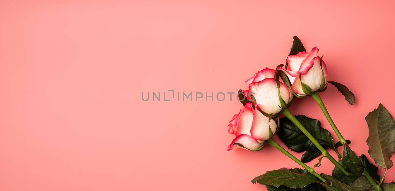 Valentines Day concept. Pink roses on solid pink background with copy space. Banner