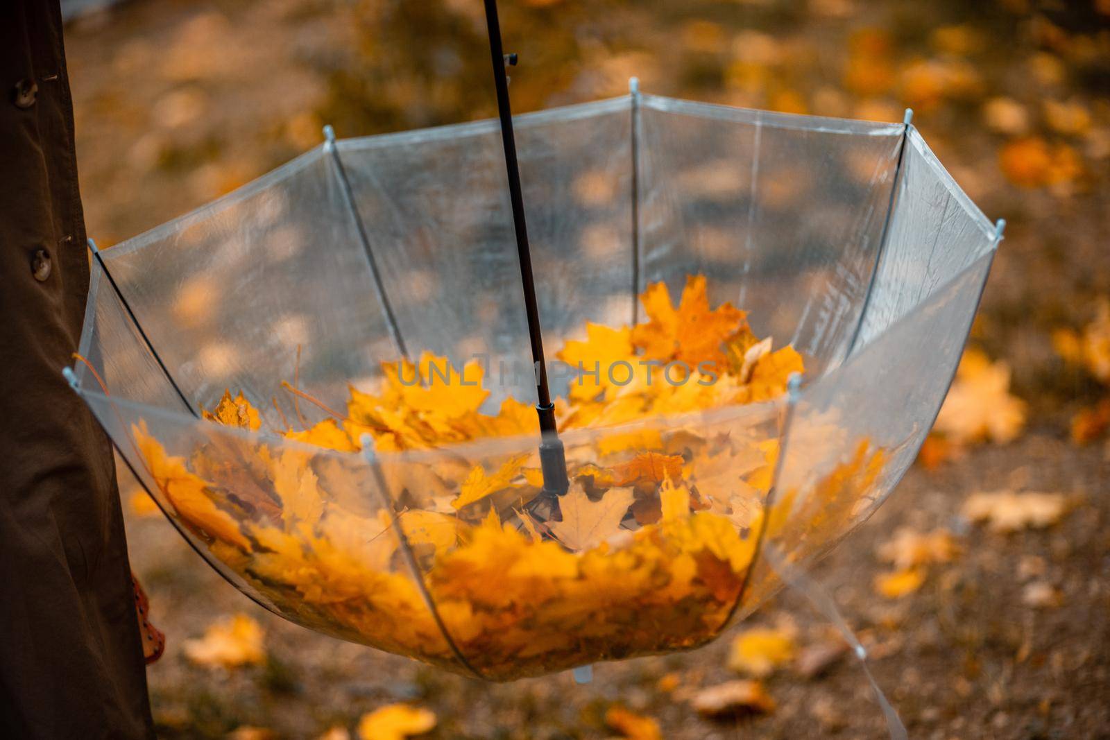 Transparent umbrella with fallen maple leaves in the autumn park