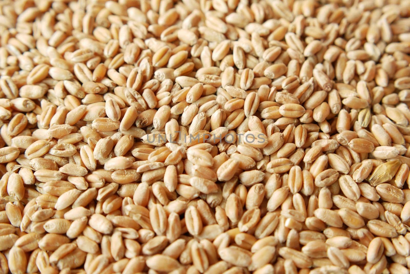 detail shot of wheat spikelets on table.