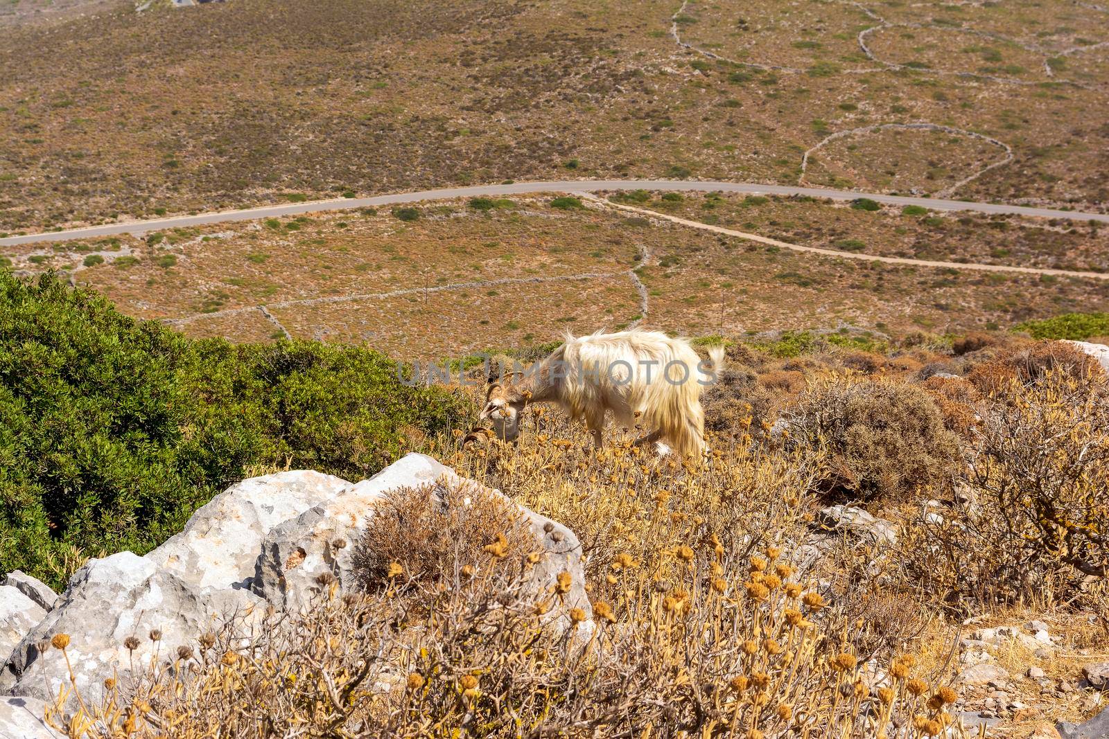 Mountain goat on a rocky landscape in Kythira island, Greece. by ankarb