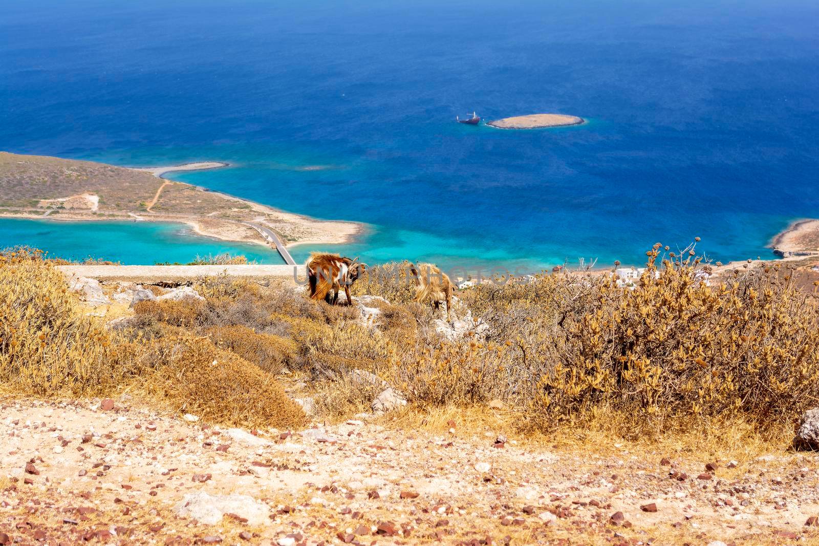 Mountain goat on a rocky landscape overlooking Diakofti port in Kythira island, Attica Greece.