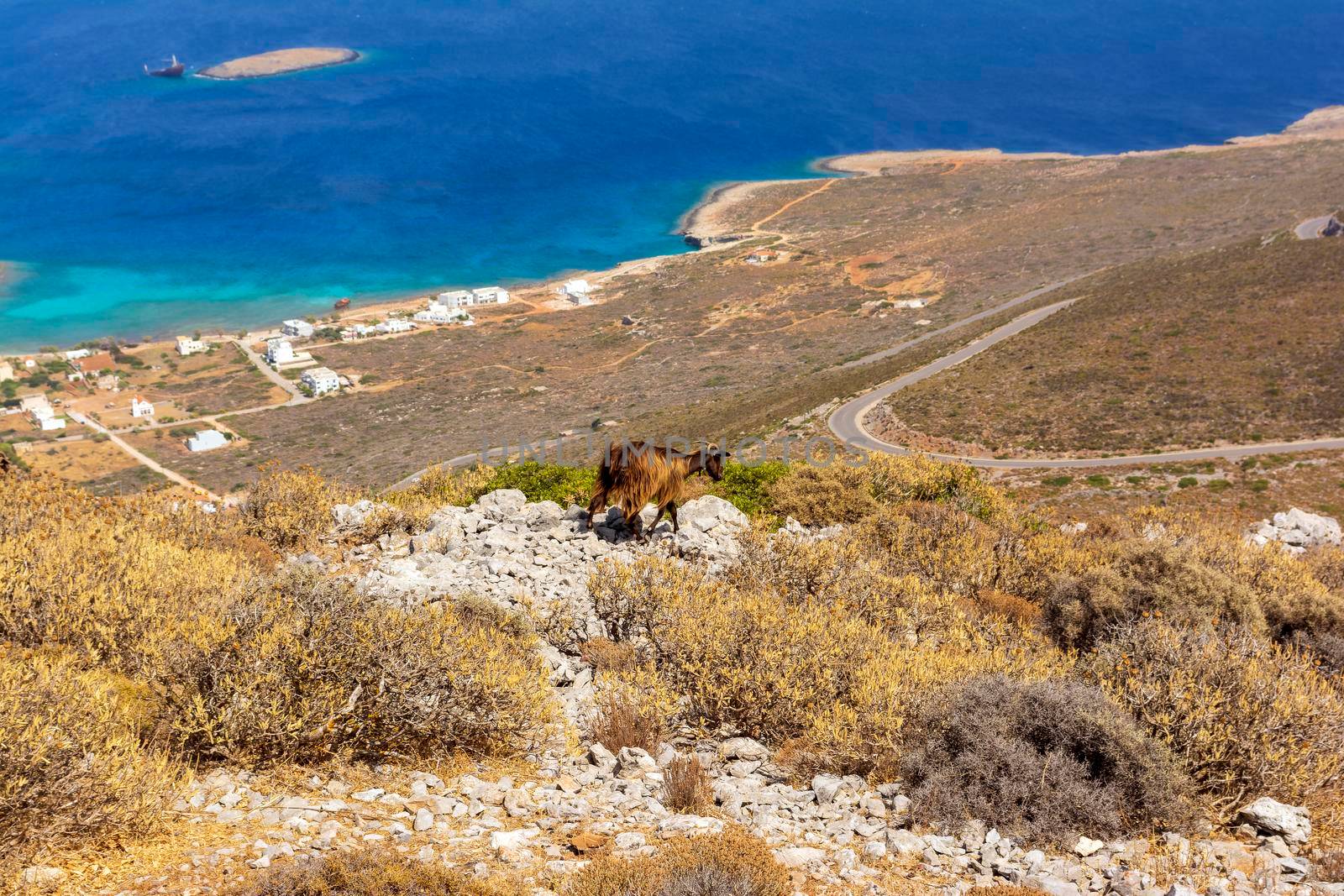 Mountain goat on a rocky landscape overlooking Diakofti port in Kythira island, Greece. by ankarb