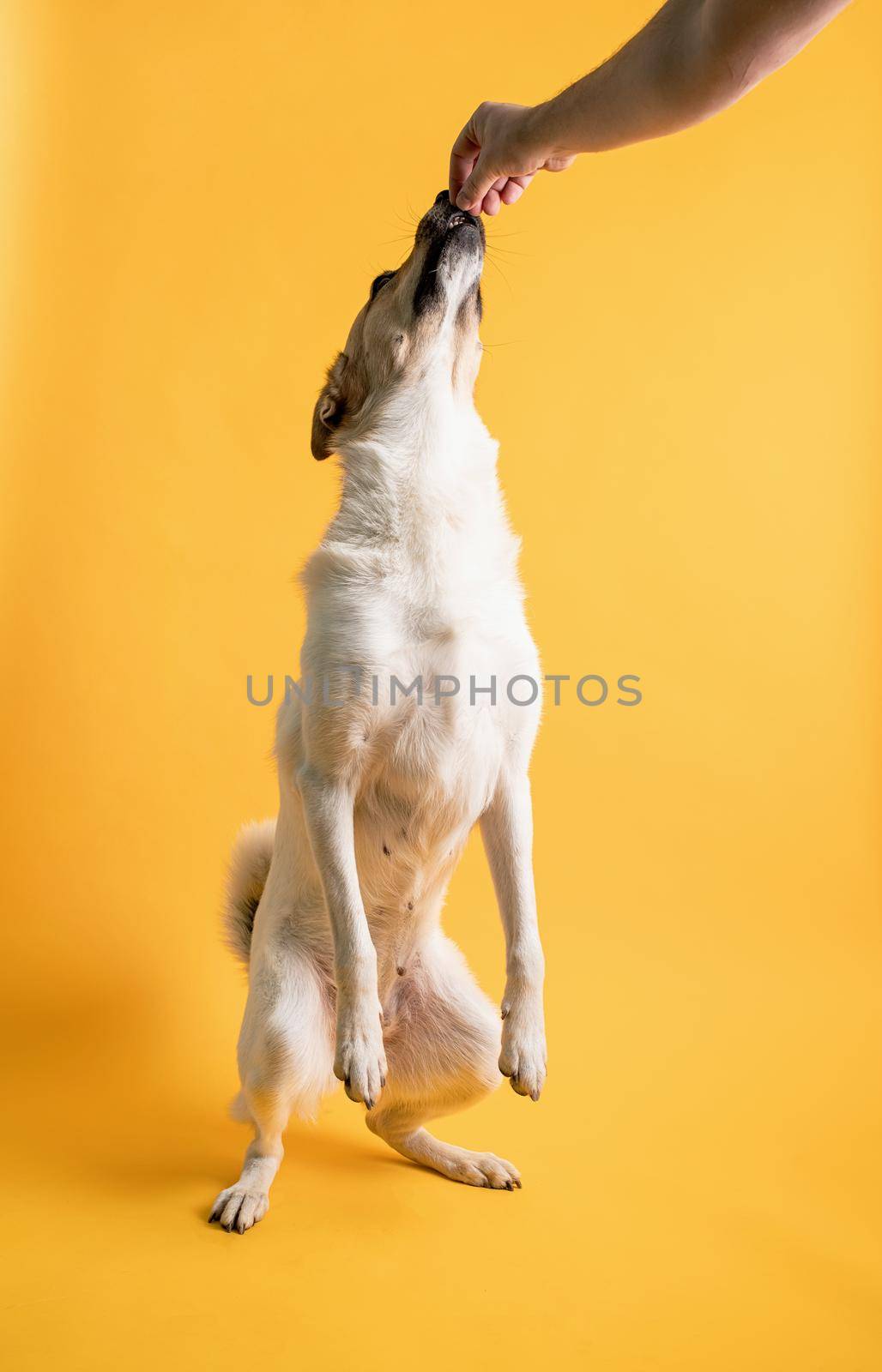 Pet care, pet portraits. Portrait of adorable mixed breed shepherd dog isolated on yellow background, man hand giving pet a snack