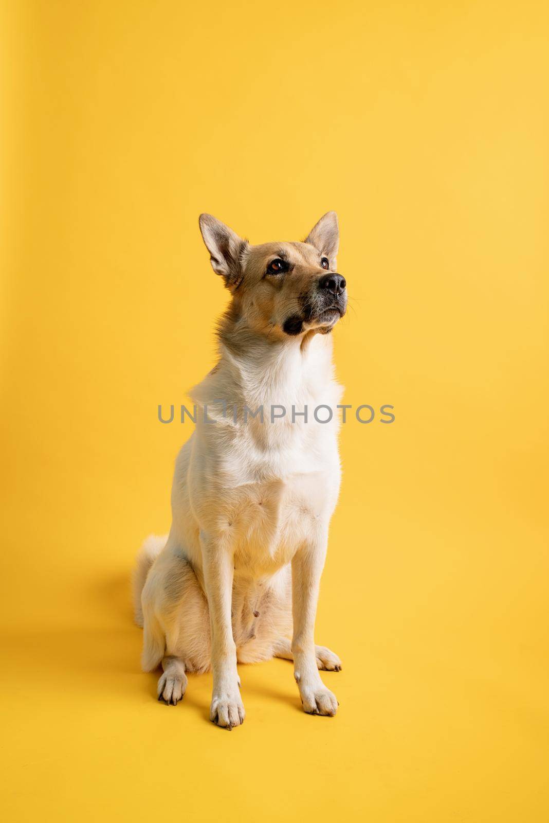 Pet care, pet portraits. Portrait of cute adorable mixed breed shepherd dog isolated on yellow background