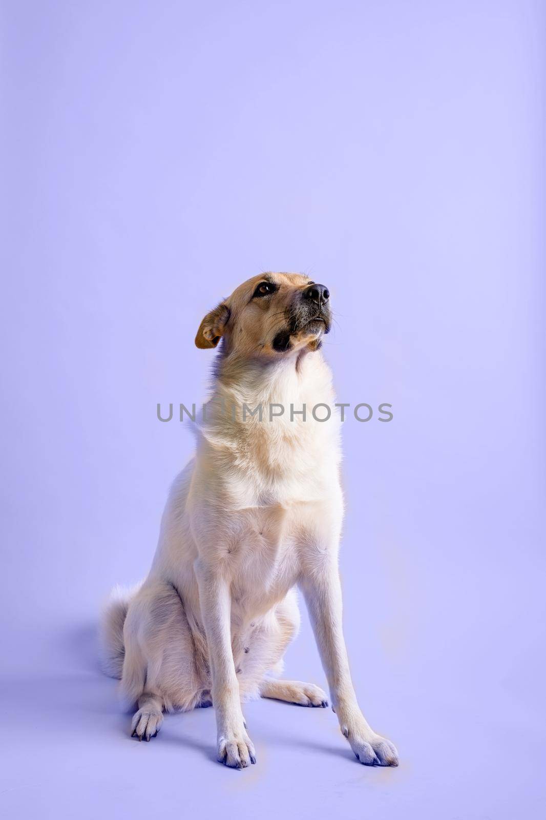 Pet care, pet portraits. Trendy color of 2022 Very peri. Portrait of cute adorable mixed breed shepherd dog isolated on toned purple background