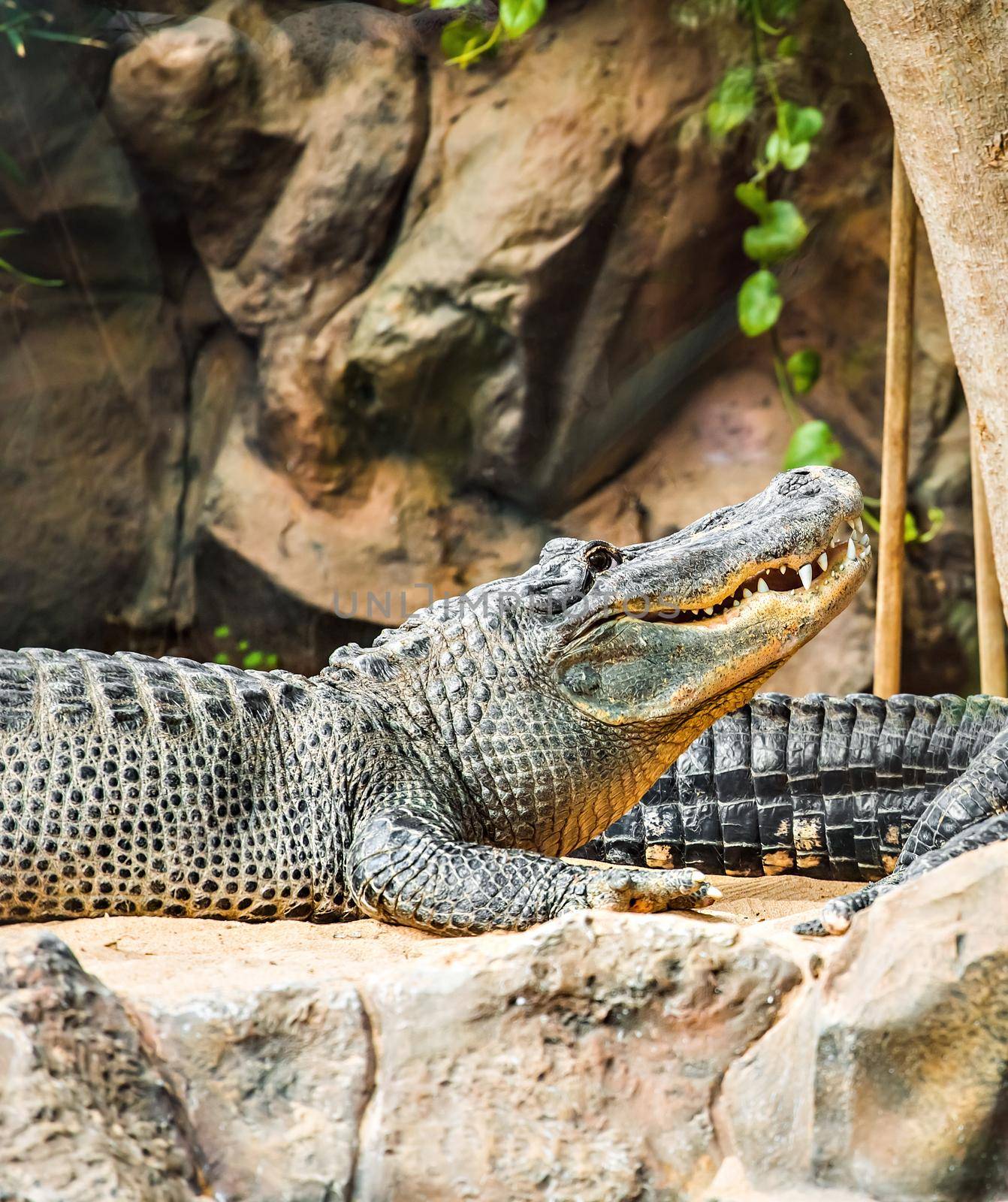 Crocodile lying at the zoo. Big alligator