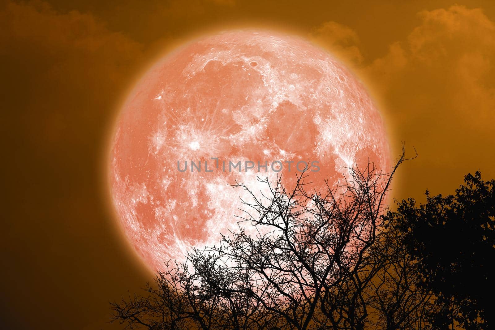 full sturgeon blood moon and silhouette tree in the night sky, Elements of this image furnished by NASA