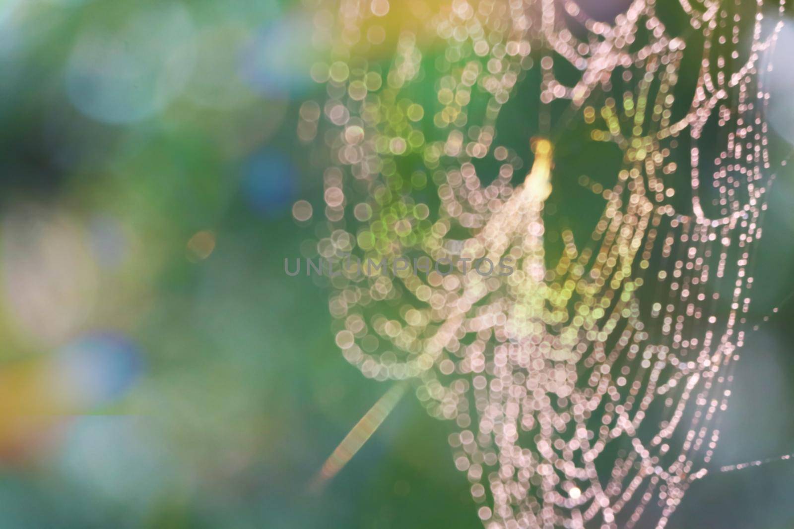 rain drop blurred spiderweb natural pattern abstract colorful garden background