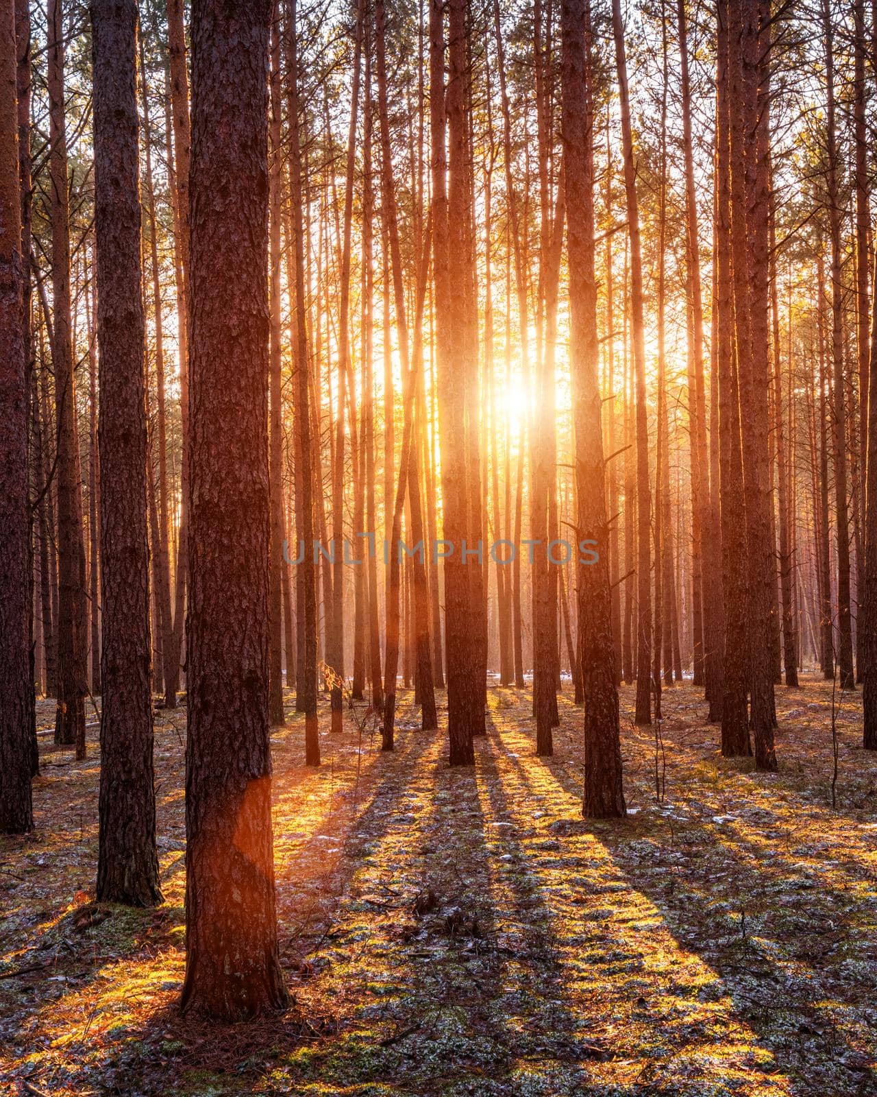 Sunbeams illuminating the trunks of pine trees at sunset or sunrise in an autumn or early winter pine forest.