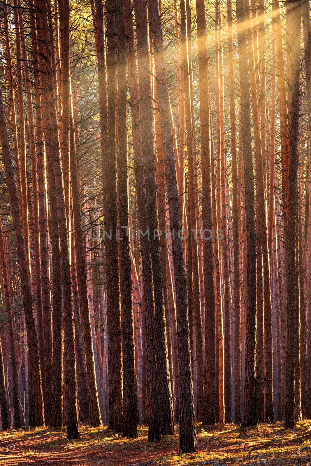 Sunbeams illuminating the trunks of pine trees at sunset or sunrise in an autumn or early winter pine forest.