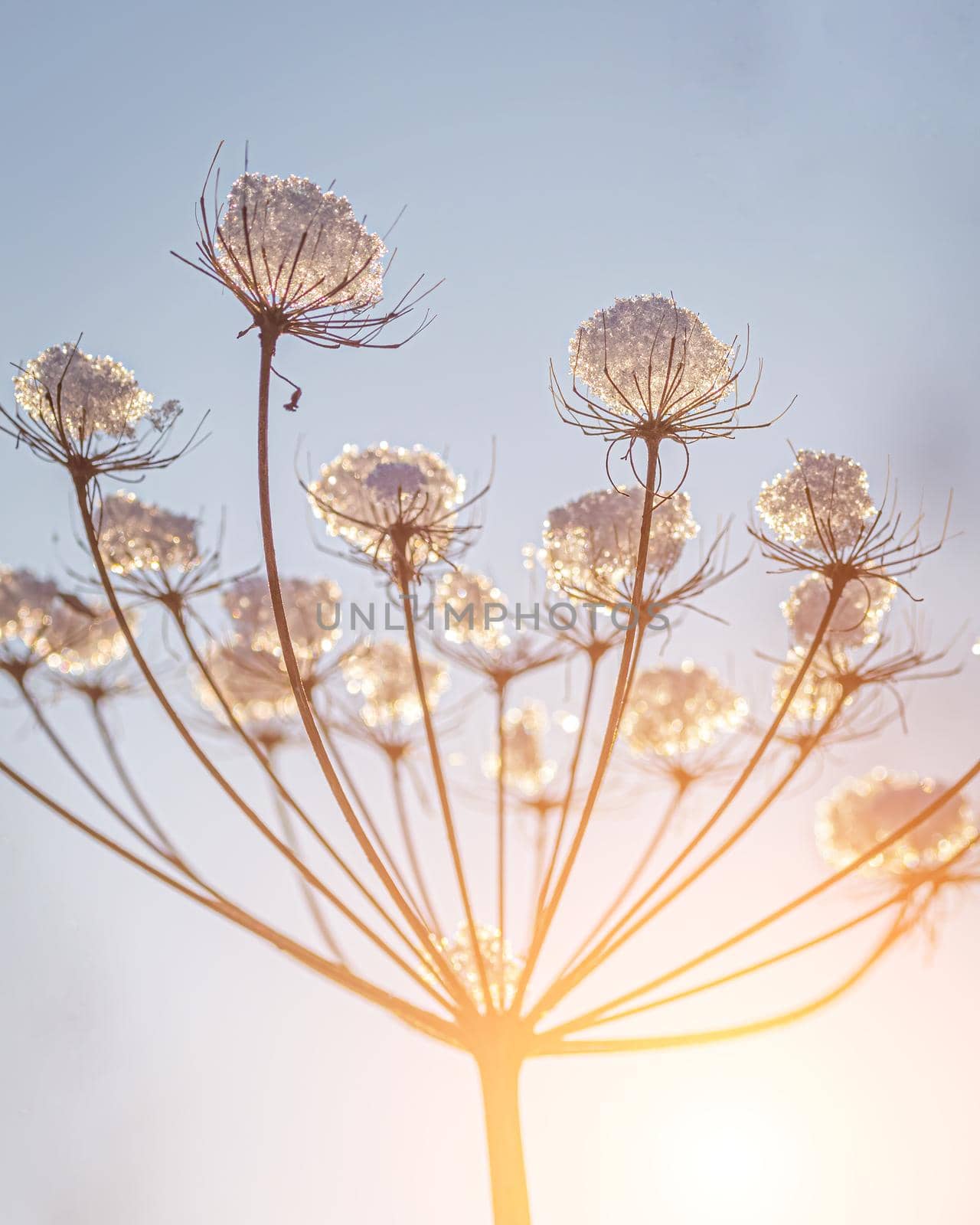 Dried flowers covered with snow and frost and illuminated by the sun at sunrise or sunset in winter.