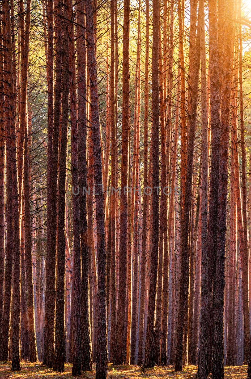 Sunbeams illuminating the trunks of pine trees at sunset or sunrise in an autumn or early winter pine forest.