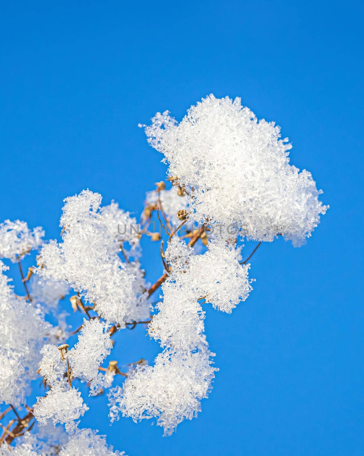 Dried flowers covered with snow and frost against a blue sky on a sunny day in winter.