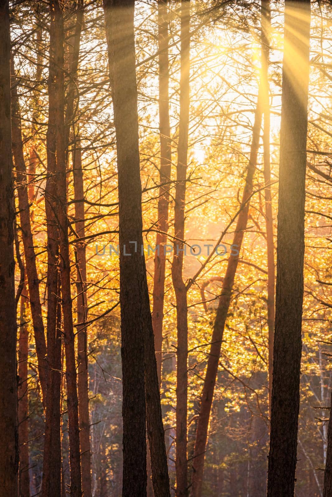 Sunbeams illuminating the trunks of pine trees at sunset or sunrise in an autumn or early winter pine forest.