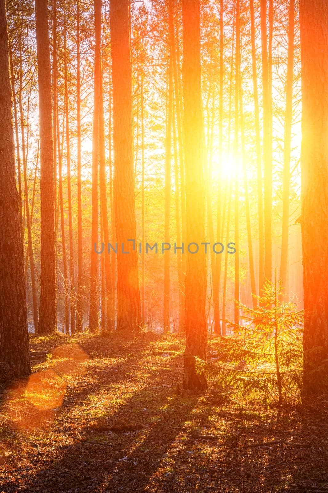 Sunbeams illuminating the trunks of pine trees at sunset or sunrise in an autumn or early winter pine forest.