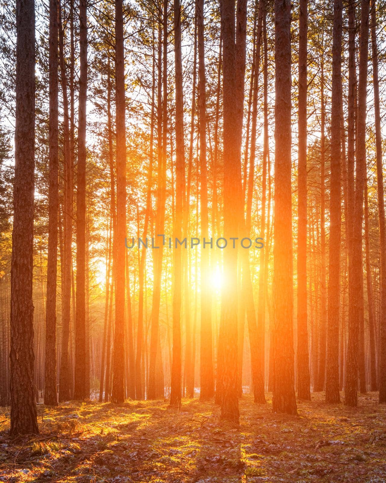 Sunbeams illuminating the trunks of pine trees at sunset or sunrise in an autumn or early winter pine forest.