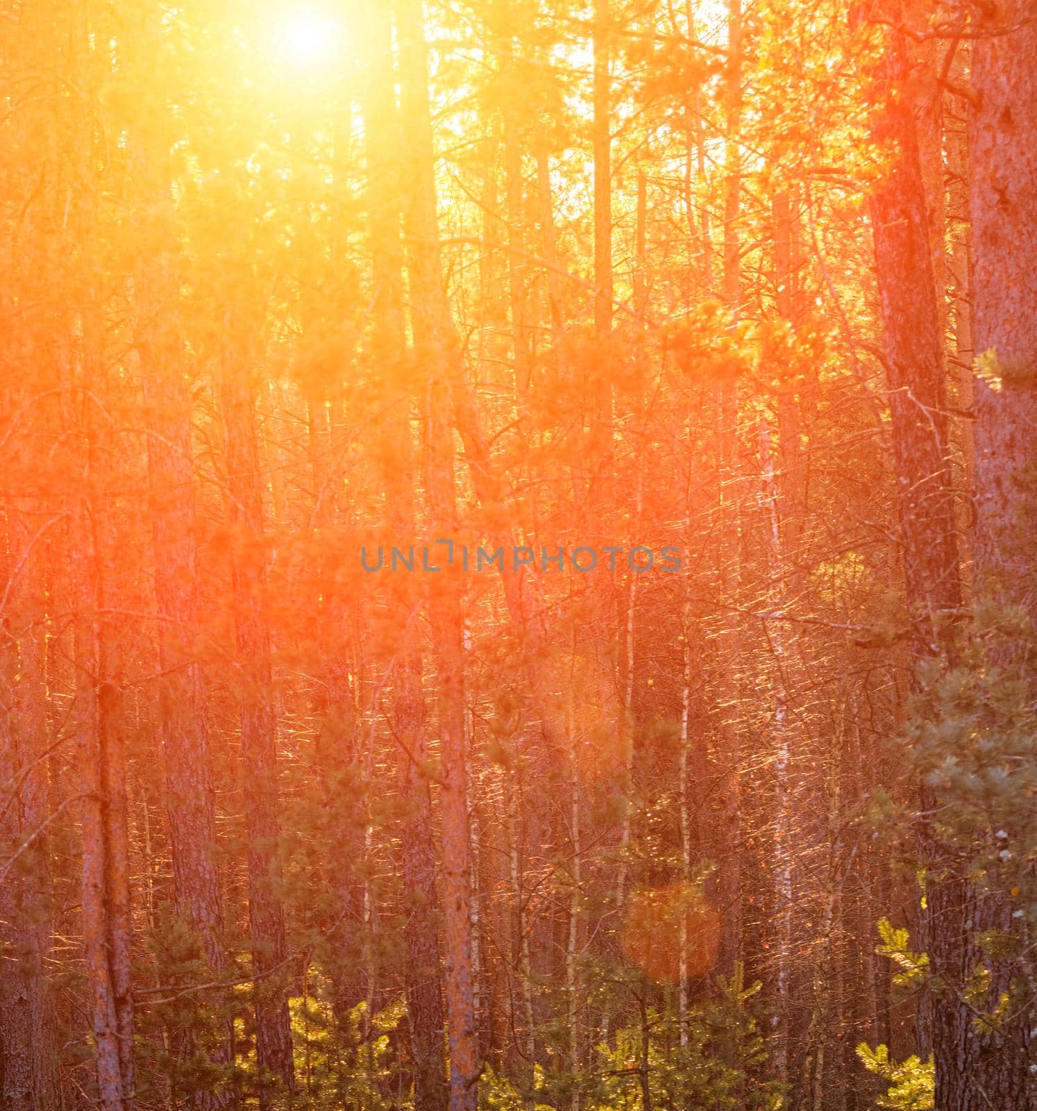 Sunbeams illuminating the trunks of pine trees at sunset or sunrise in an autumn or early winter pine forest.