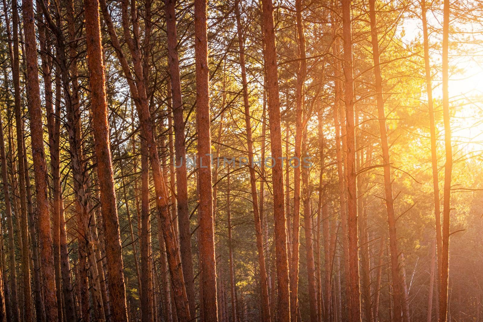 Sunbeams illuminating the trunks of pine trees at sunset or sunrise in an autumn or early winter pine forest.