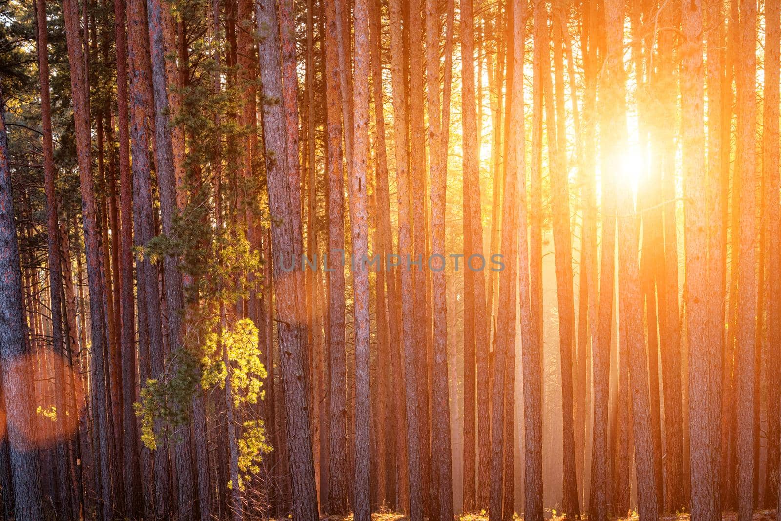 Sunbeams illuminating the trunks of pine trees at sunset or sunrise in an autumn or early winter pine forest.