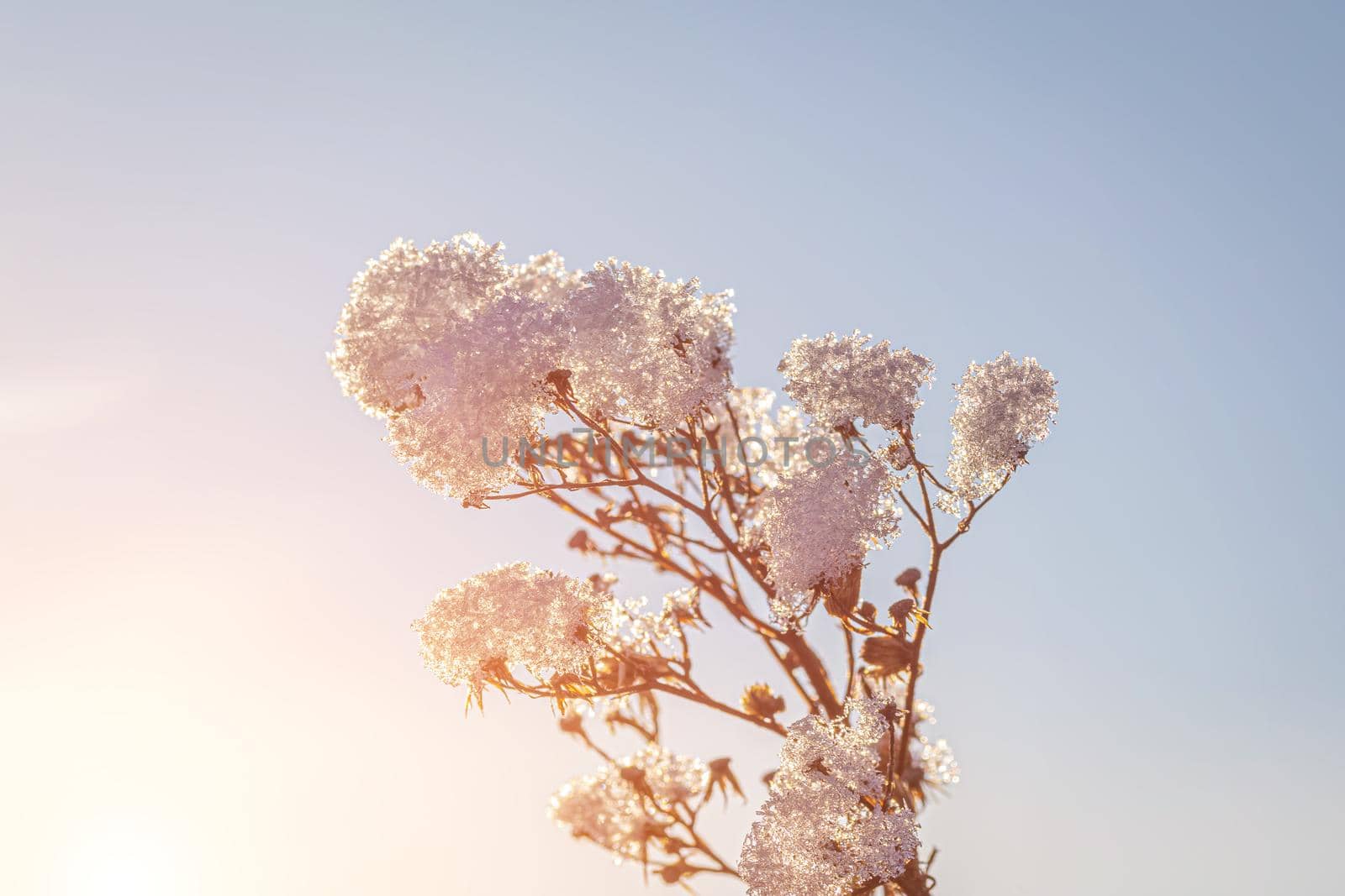 Dried flowers covered with snow and frost and illuminated by the sun at sunrise or sunset in winter.