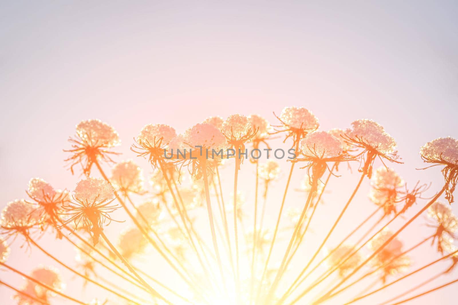 Dried flowers covered with snow and frost and illuminated by the sun at sunrise or sunset in winter.