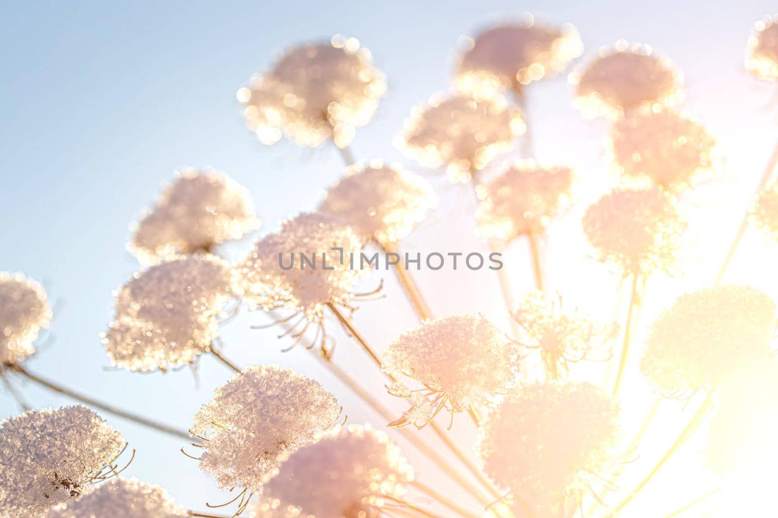 Dried flowers covered with snow and frost and illuminated by the sun at sunrise or sunset in winter.