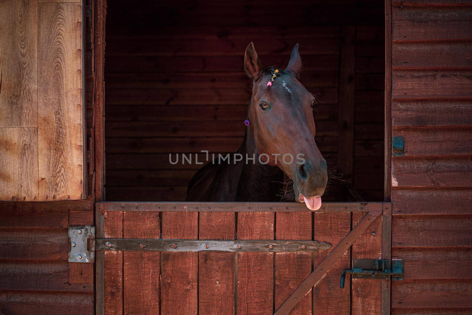 Beautiful horse looking over the stable doors with braided mane. Beautiful brown ranch horse with braided mane. Big bodied ranch gelding. Horse from the ranch.