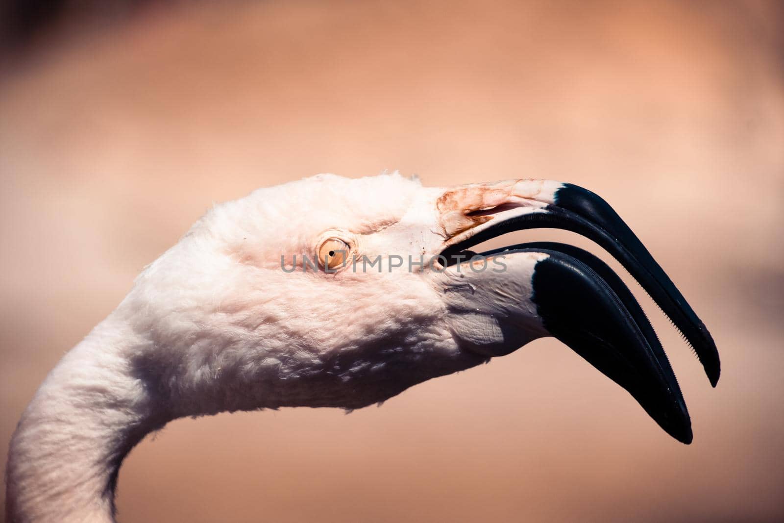 Pink flamingo at the Palmyre zoo in France by raphtong