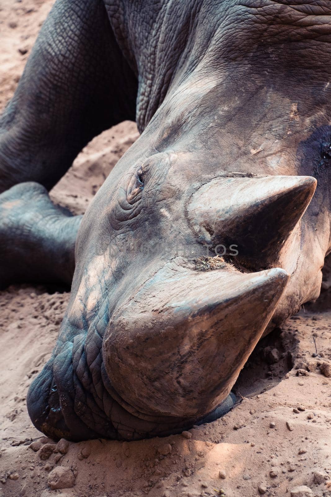 white rhinoceros at the Palmyre zoo by raphtong