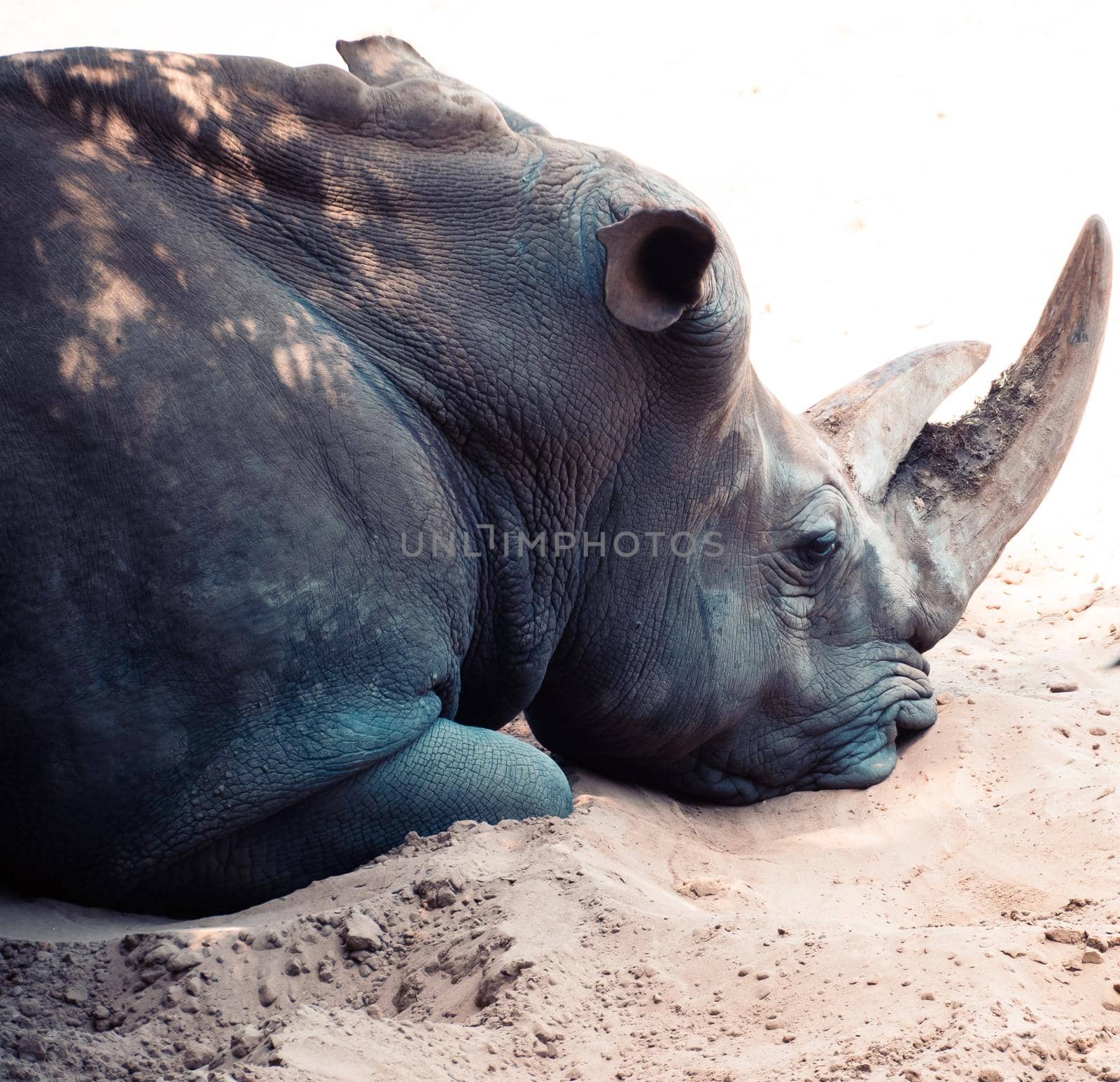 white rhinoceros at the Palmyre zoo by raphtong