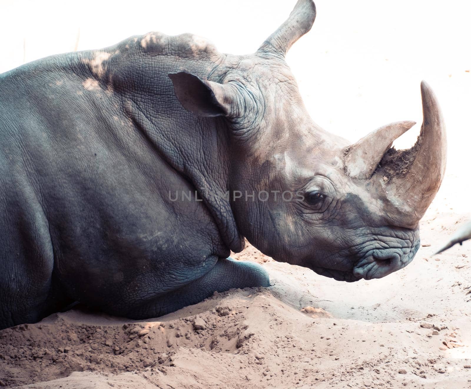 white rhinoceros at the Palmyre zoo by raphtong