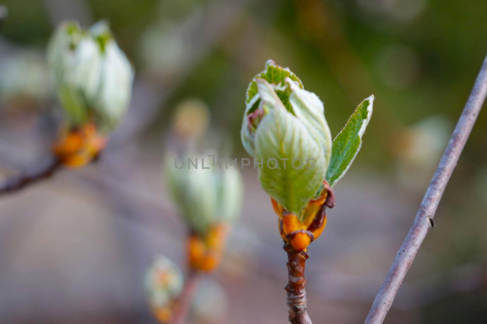 Green leaves bloom on the branch in the spring