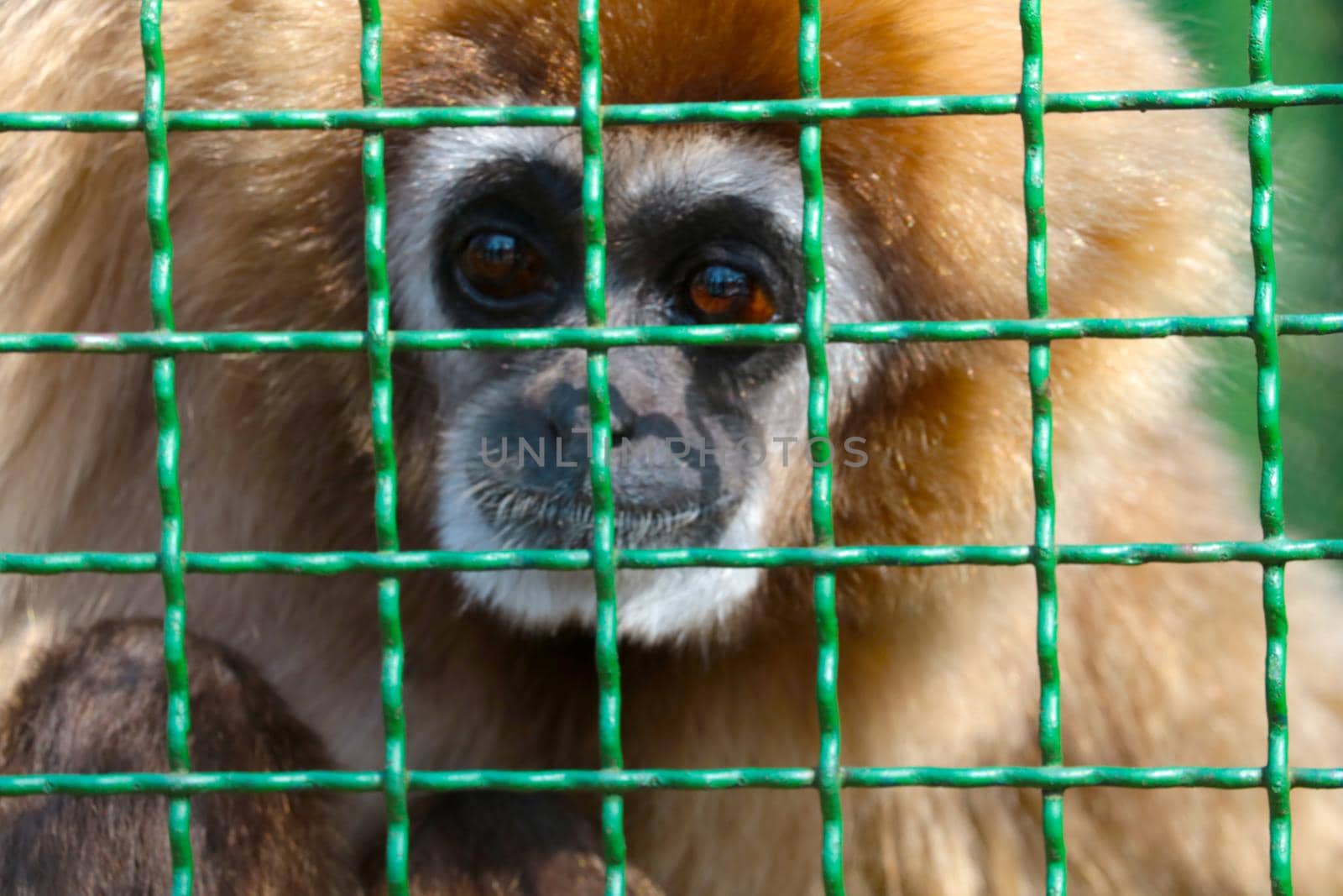 Out of focus, blurry background. Monkey behind bars