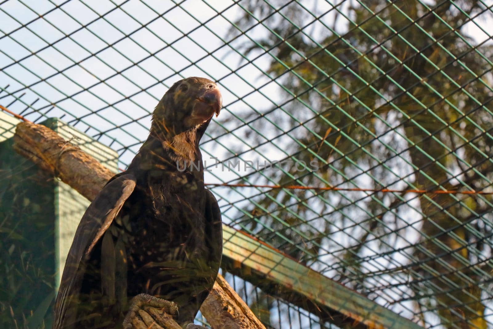 A large parrot sits on a branch behind the cage