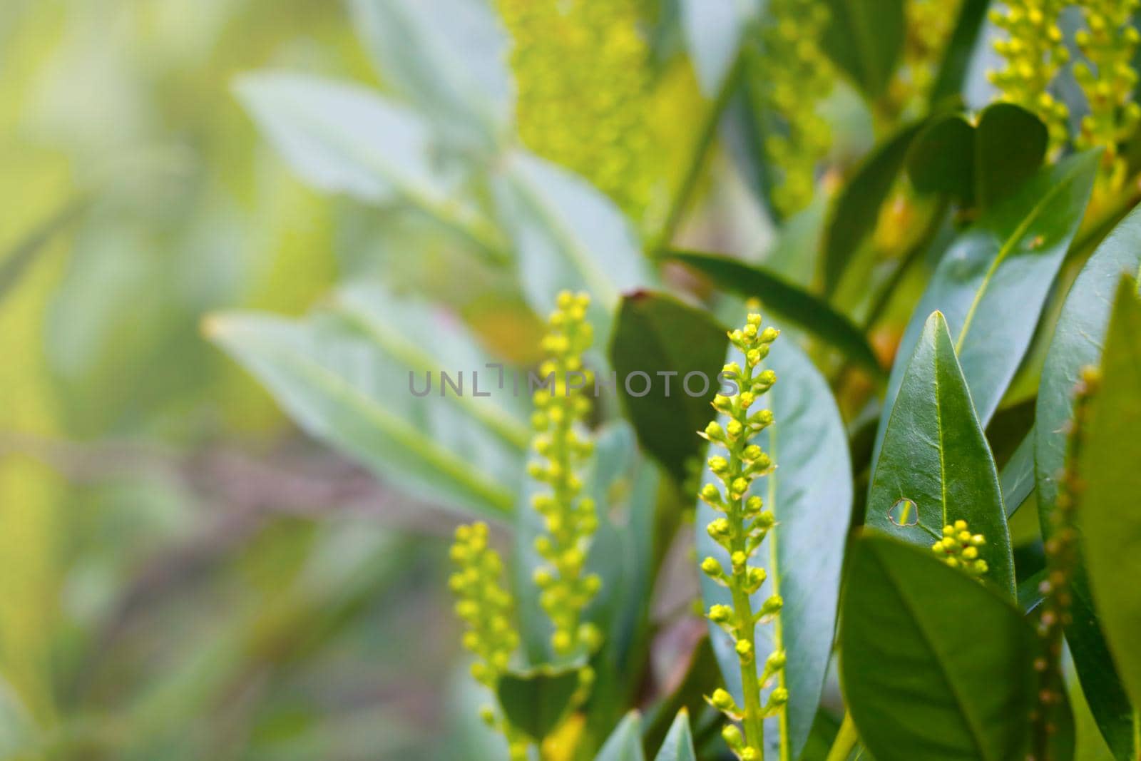 Selective focus, green young bushes in the park in the spring. by kip02kas