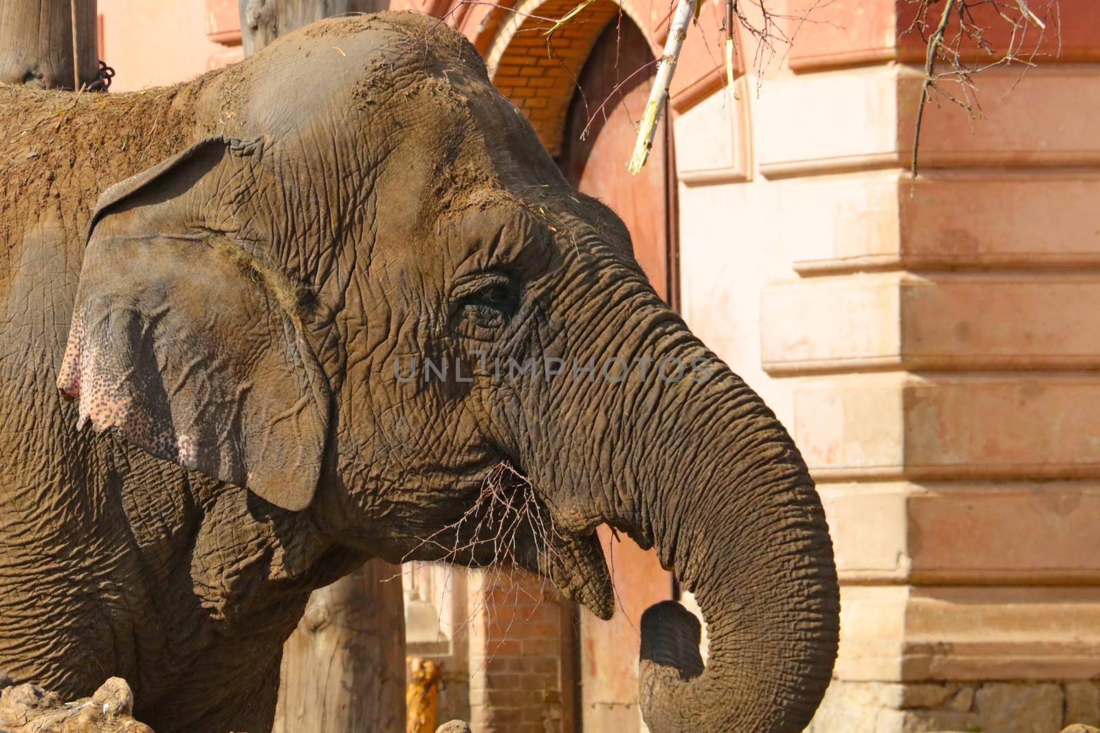 Close-up of an adult elephant eating tree branches