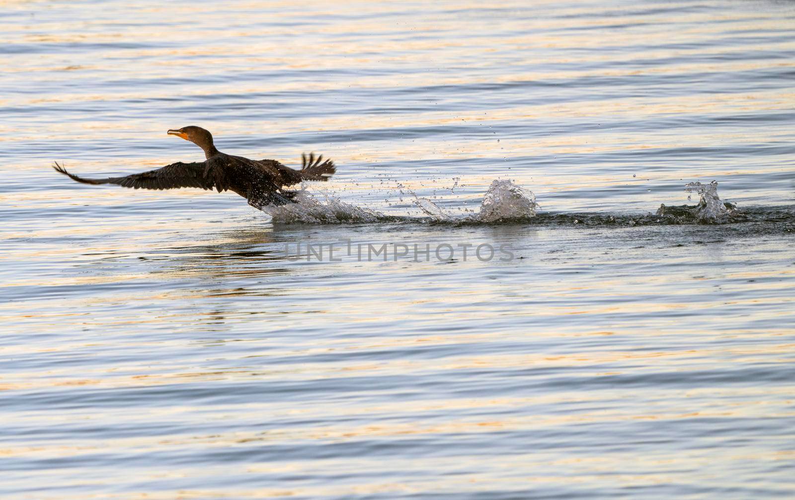 Cormorants at lake in Saskatchewan Canada prairie wildlife