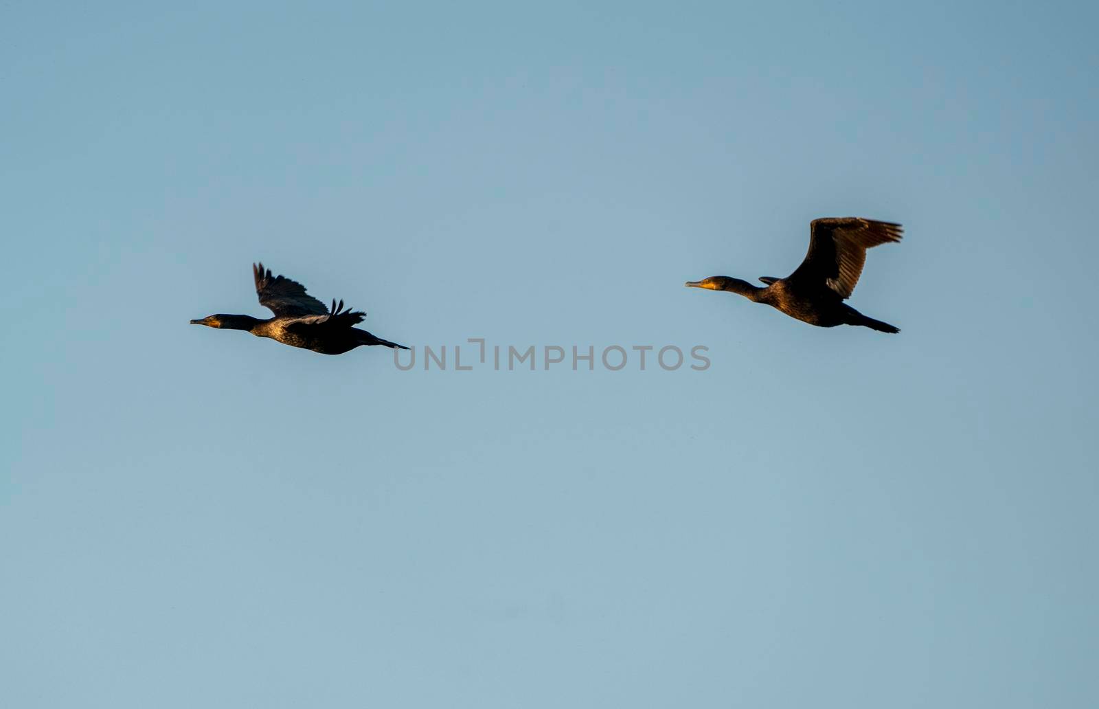 Cormorants at lake in Saskatchewan Canada prairie wildlife