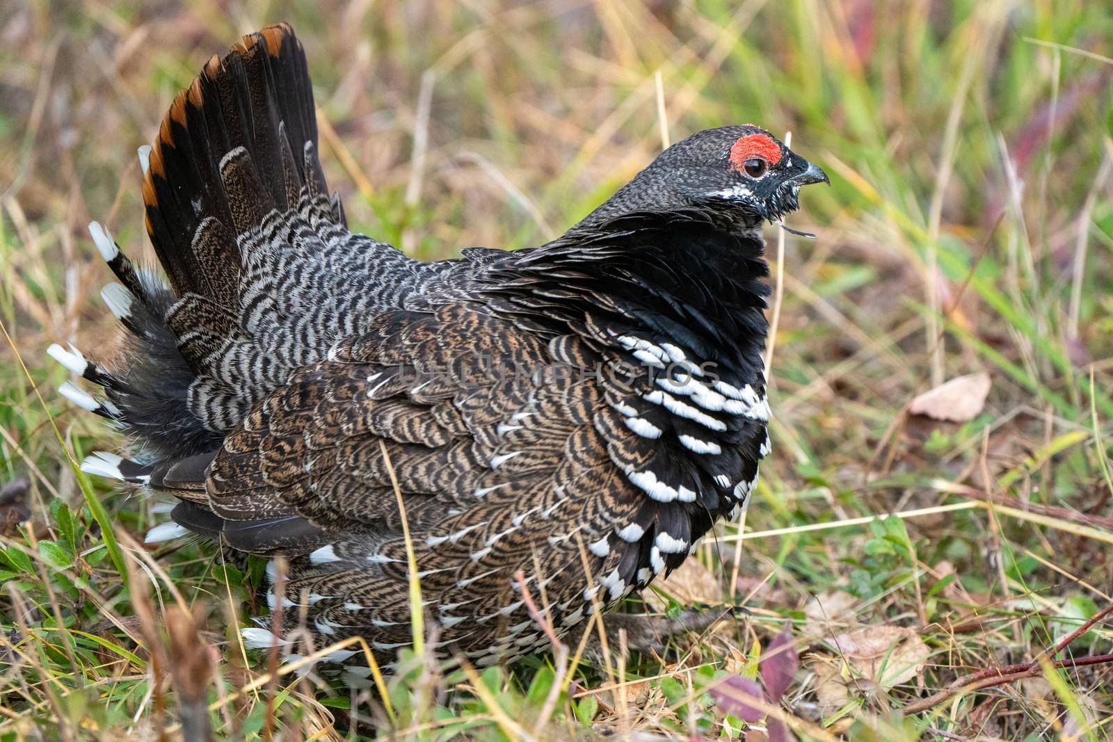 Ruffed Grouse in Manitoba Canada full regalia Canada