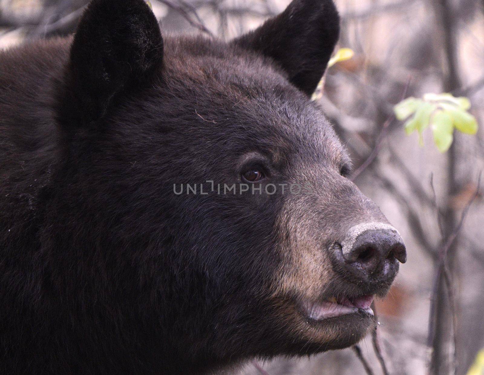 Bears in Riding Mountain National Park Manitoba Canada