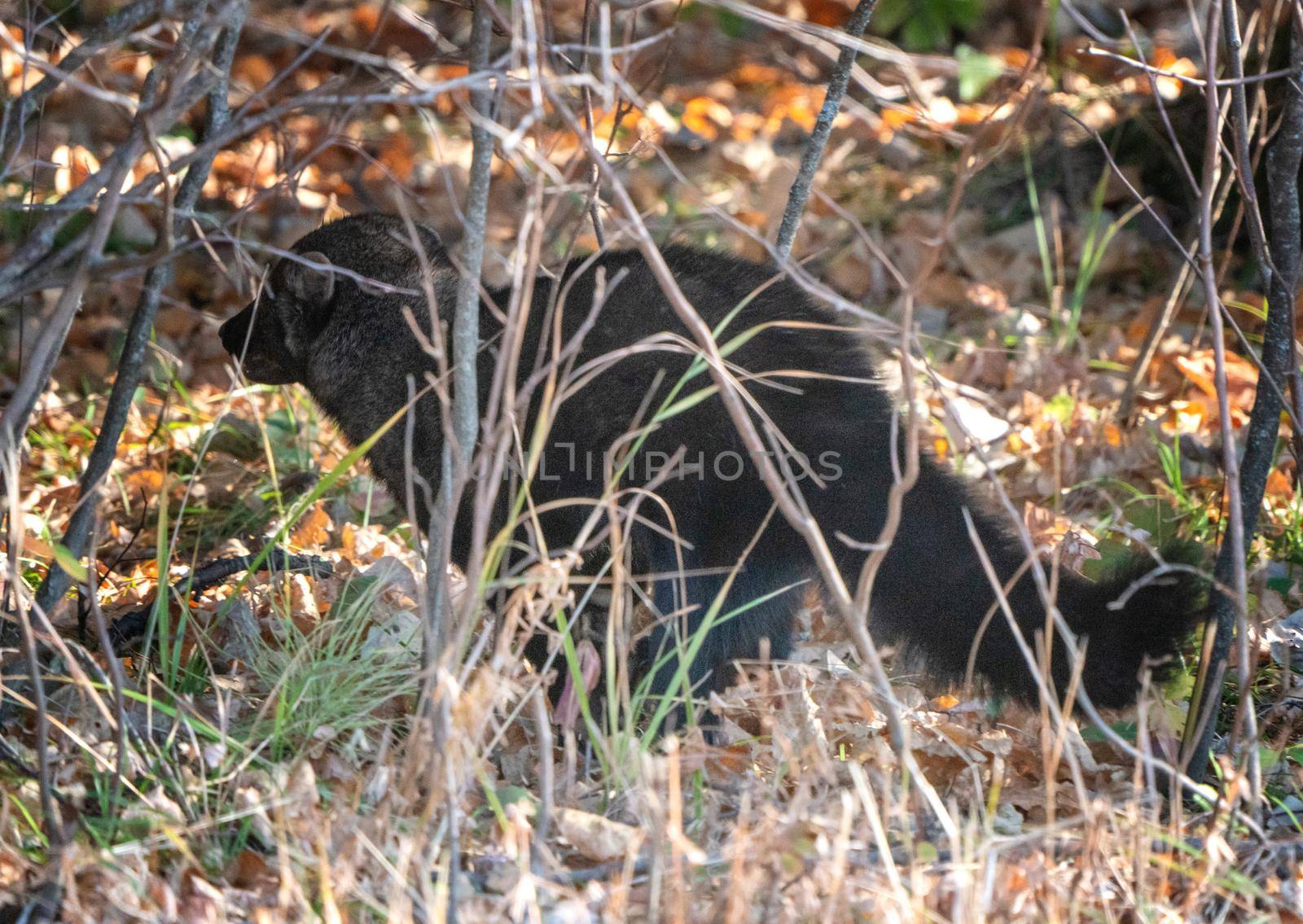 Bears in Riding Mountain National Park Manitoba Canada