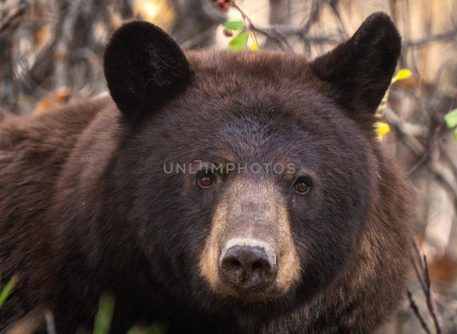 Bears in Riding Mountain National Park Manitoba Canada