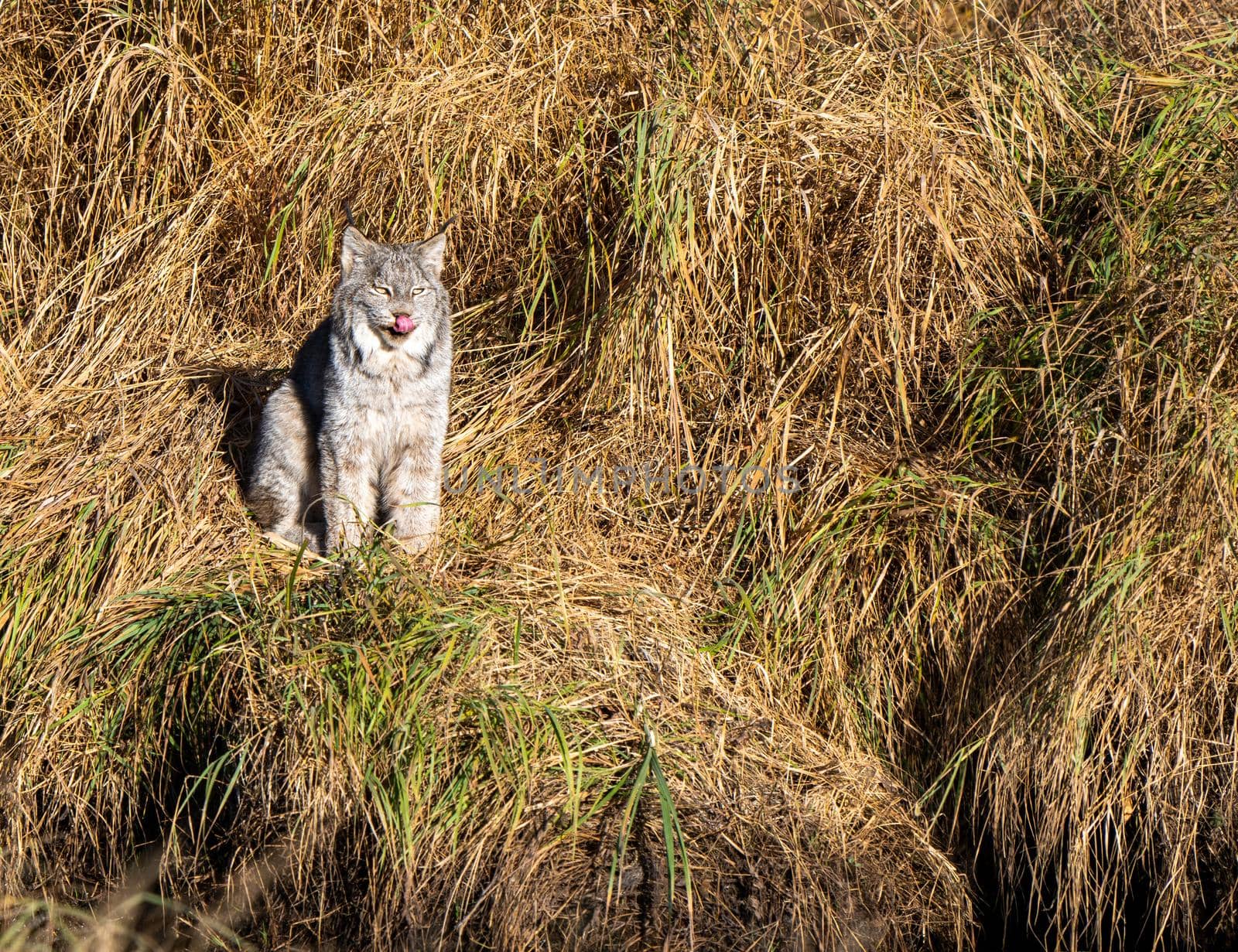Lynx in the Wild Riding Mountain National Park Canada