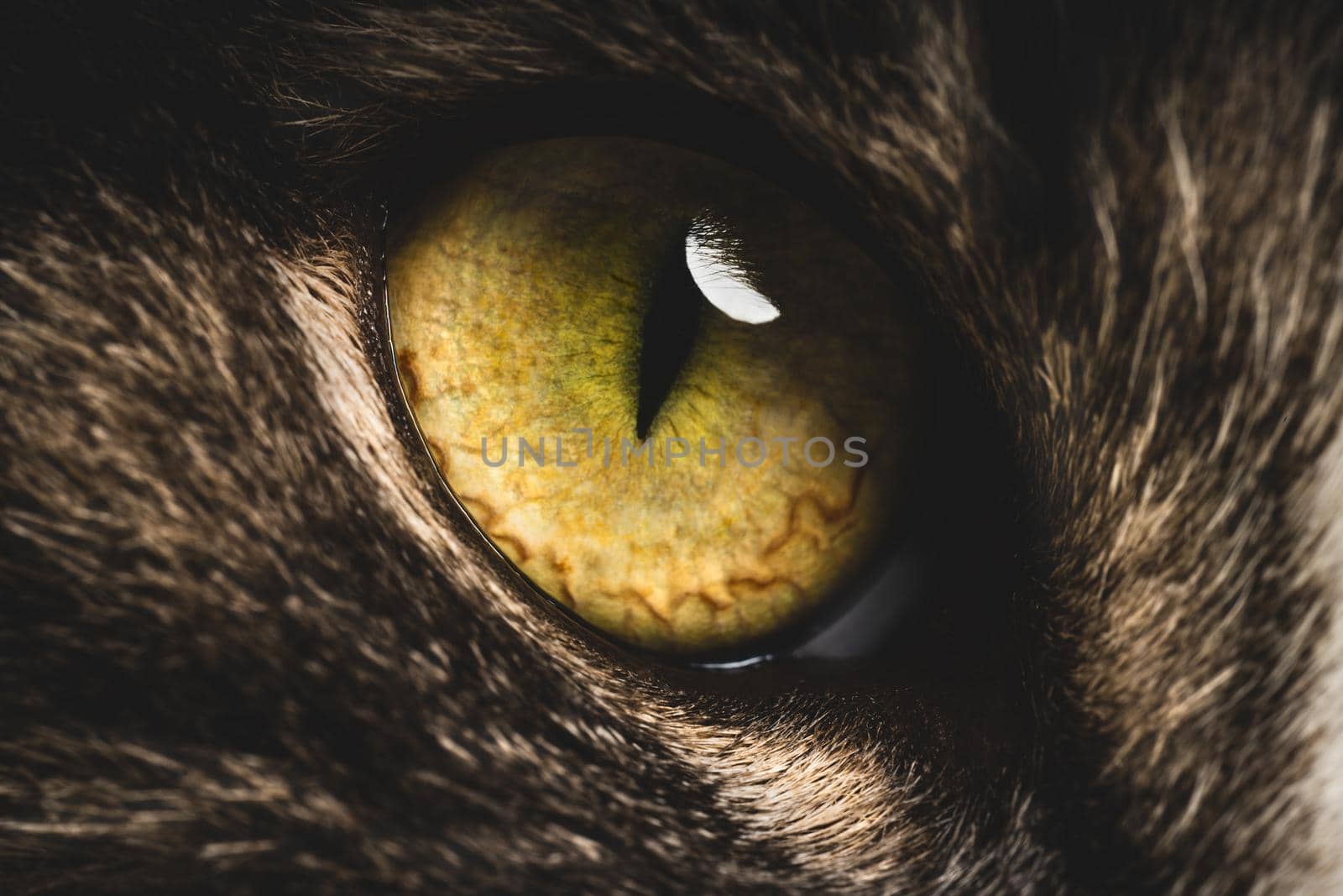 Closeup of big green cat eye. Macro photo by DariaKulkova