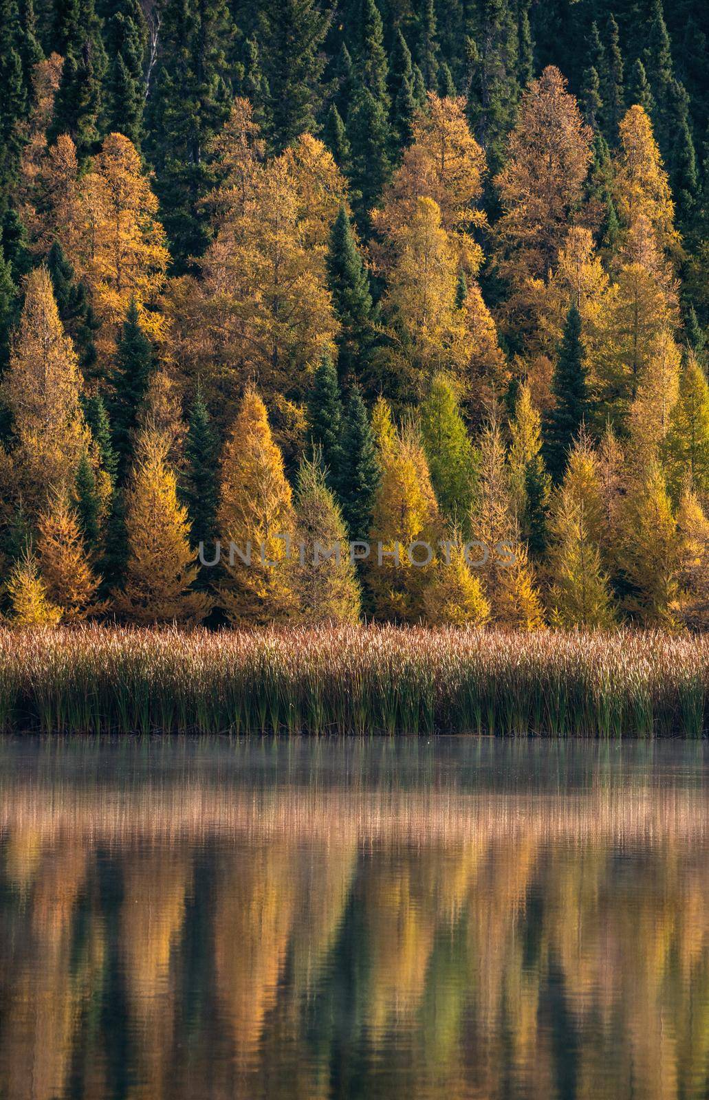 Prairie colors in fall yellow orange trees colorful