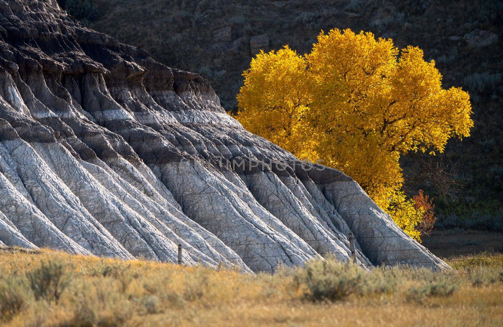 Prairie colors in fall yellow orange trees colorful