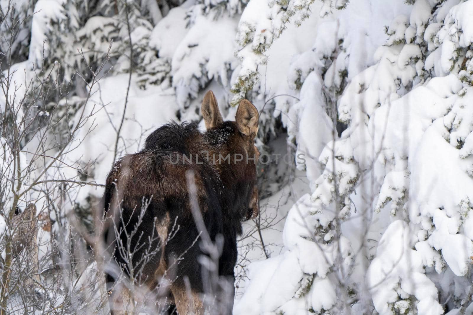 Moose in the Snow in Riding Mountain Provincial Park Canada