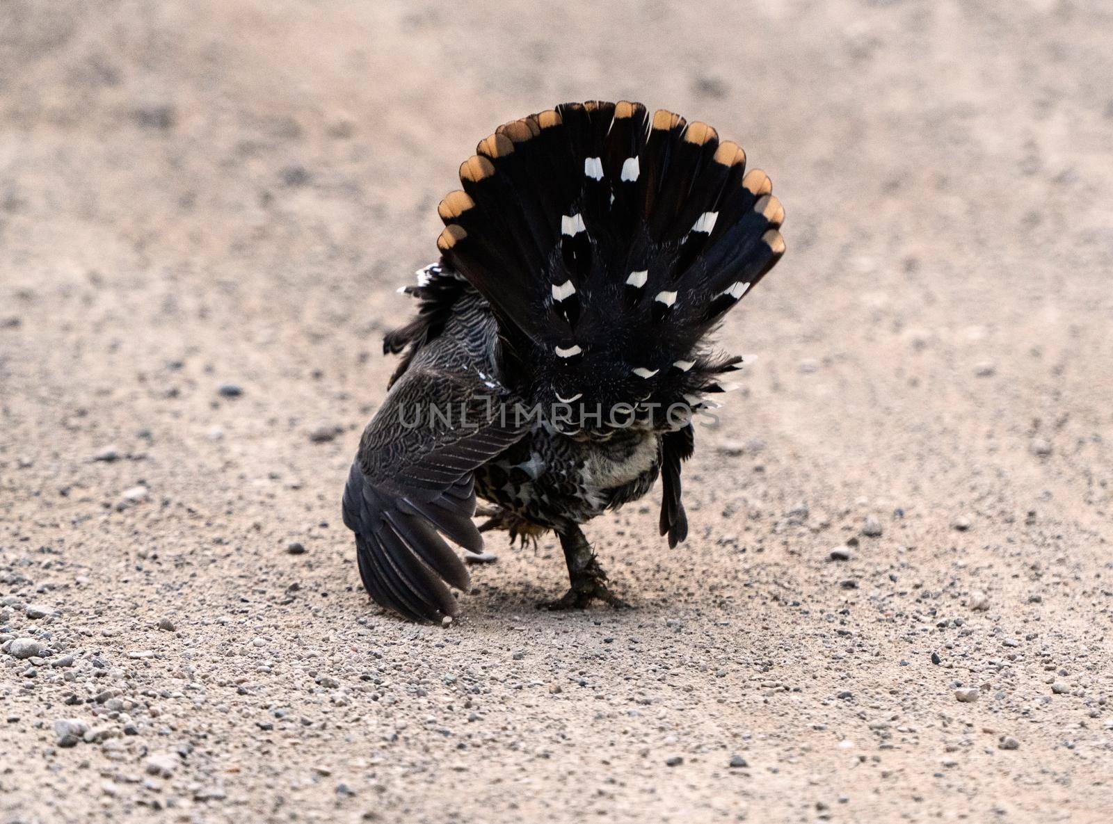 Ruffed Grouse in Manitoba Canada full regalia Canada